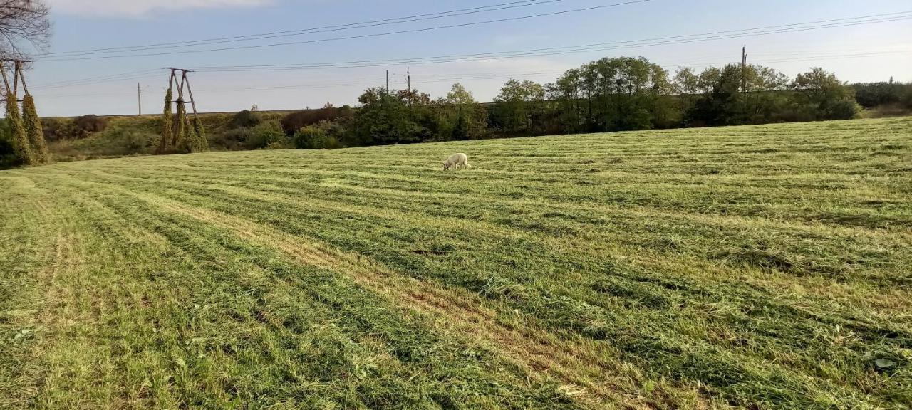 Dom Goscinny Lerka - 240 M2 Mazury Jeziora Lasy Lakorz Exteriör bild